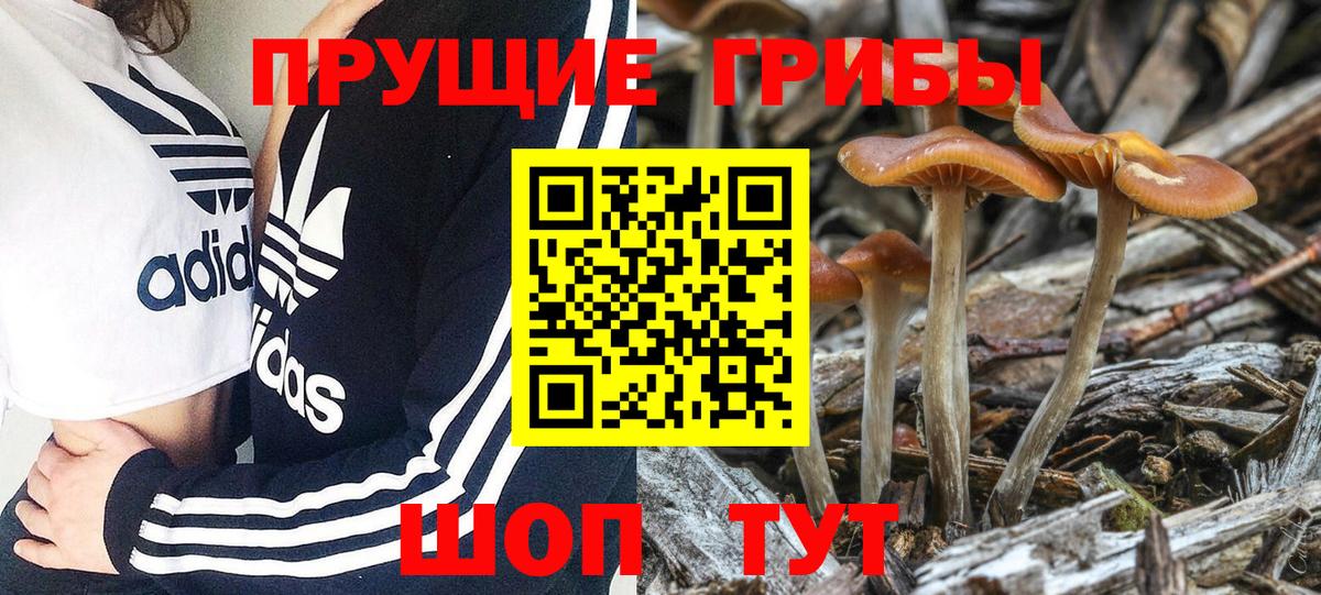 Галлюциногенные грибы GOLDEN TEACHER  Вход с VPN  Ачхой-Мартан  Галлюциногенные грибы Cubensis 